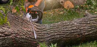 Best Root Management and Removal  in Redwood, TX
