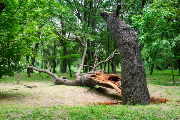 Best Tree Maintenance Programs  in Redwood, TX