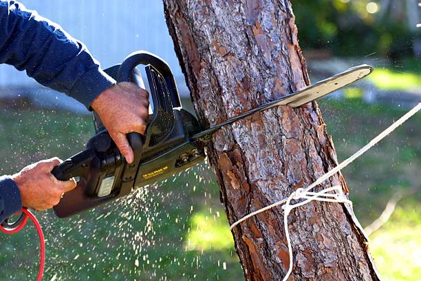 Best Stump Grinding and Removal  in Redwood, TX