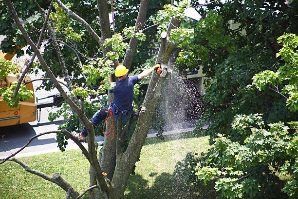 Best Lawn Renovation and Restoration  in Redwood, TX